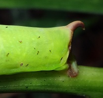 Tail region of hawk moth photo